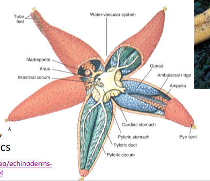 <ul><li><p>mouth</p></li><li><p>esophagus</p></li><li><p>stomach</p><ul><li><p>cardiac</p></li><li><p>pyloric</p></li></ul></li><li><p>pyloric caecae (digestive glands)</p></li><li><p>anus</p></li></ul><p></p>
