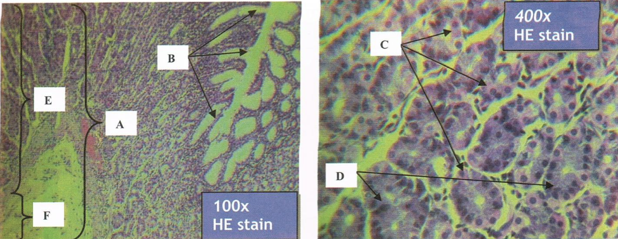 <p>Identify the structure</p>
