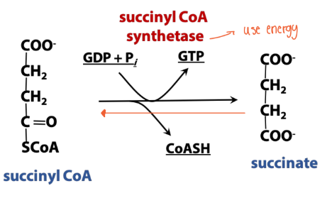 <p>What is the enzyme in <strong>synthetase</strong> (TCA rxns)?</p>