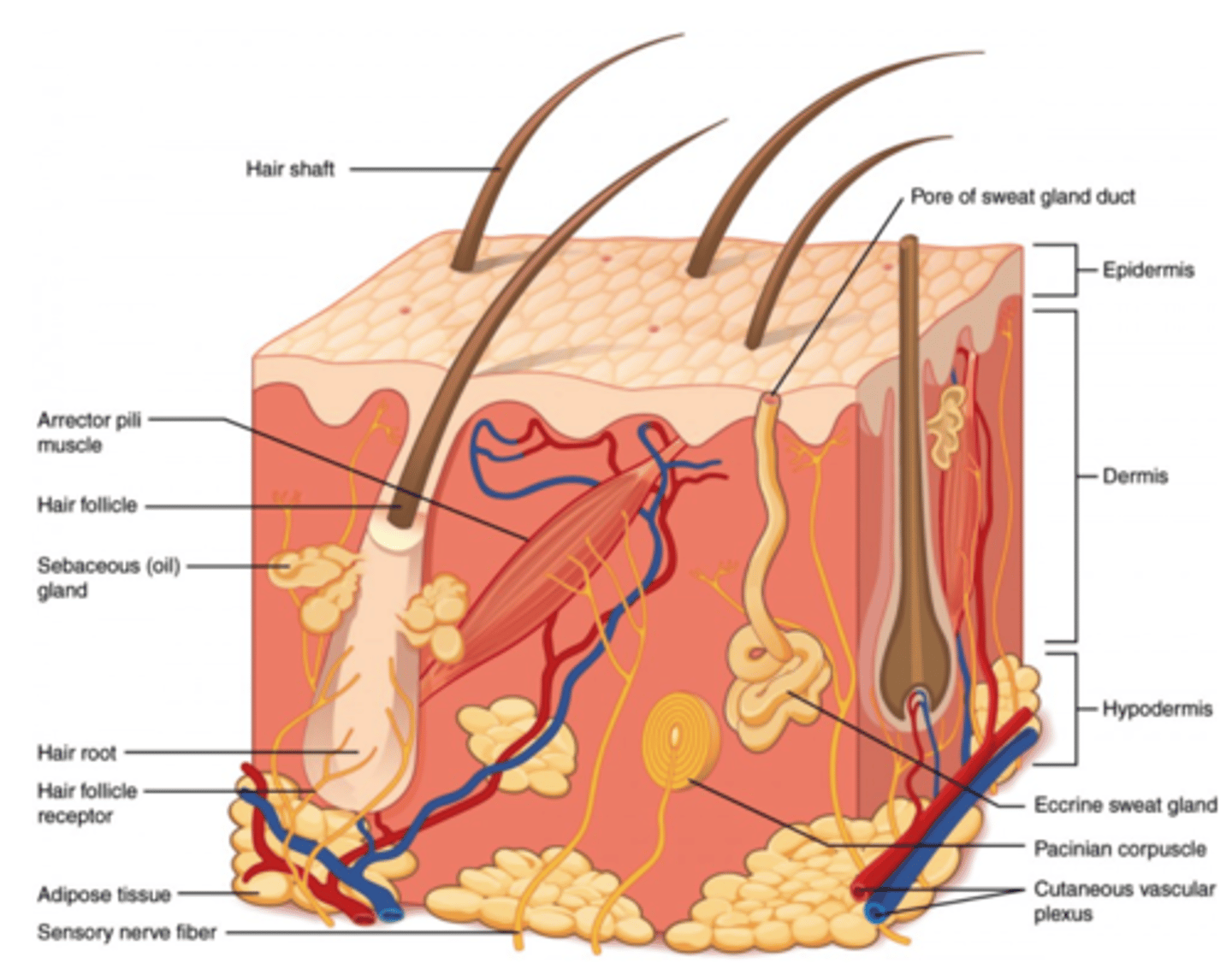 <p>skin, hair, nails, sweat and oil glands</p>