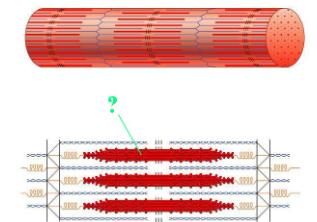 <p><span>Identify the indicated region of the sarcomere.</span></p>