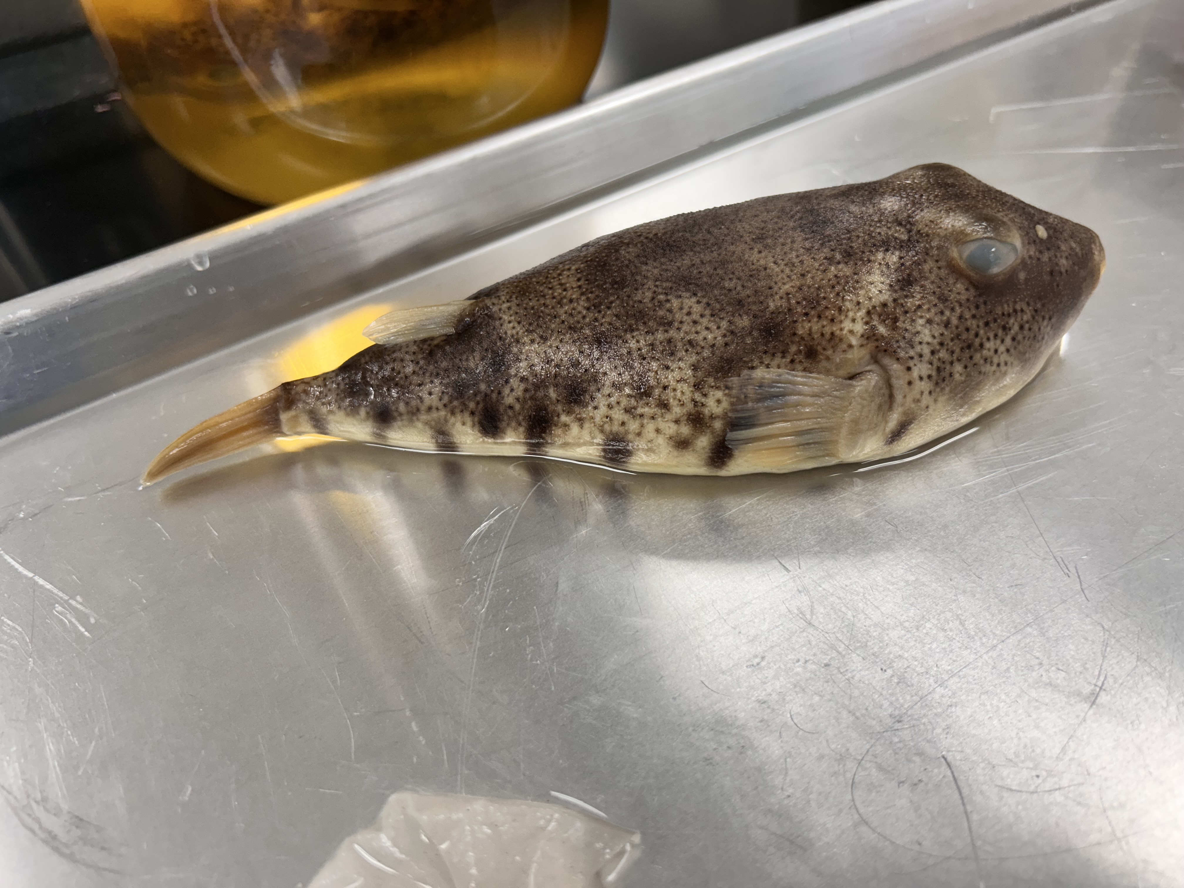 <p>northern puffer </p>