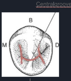 <p><span>more common straight central groove</span></p>