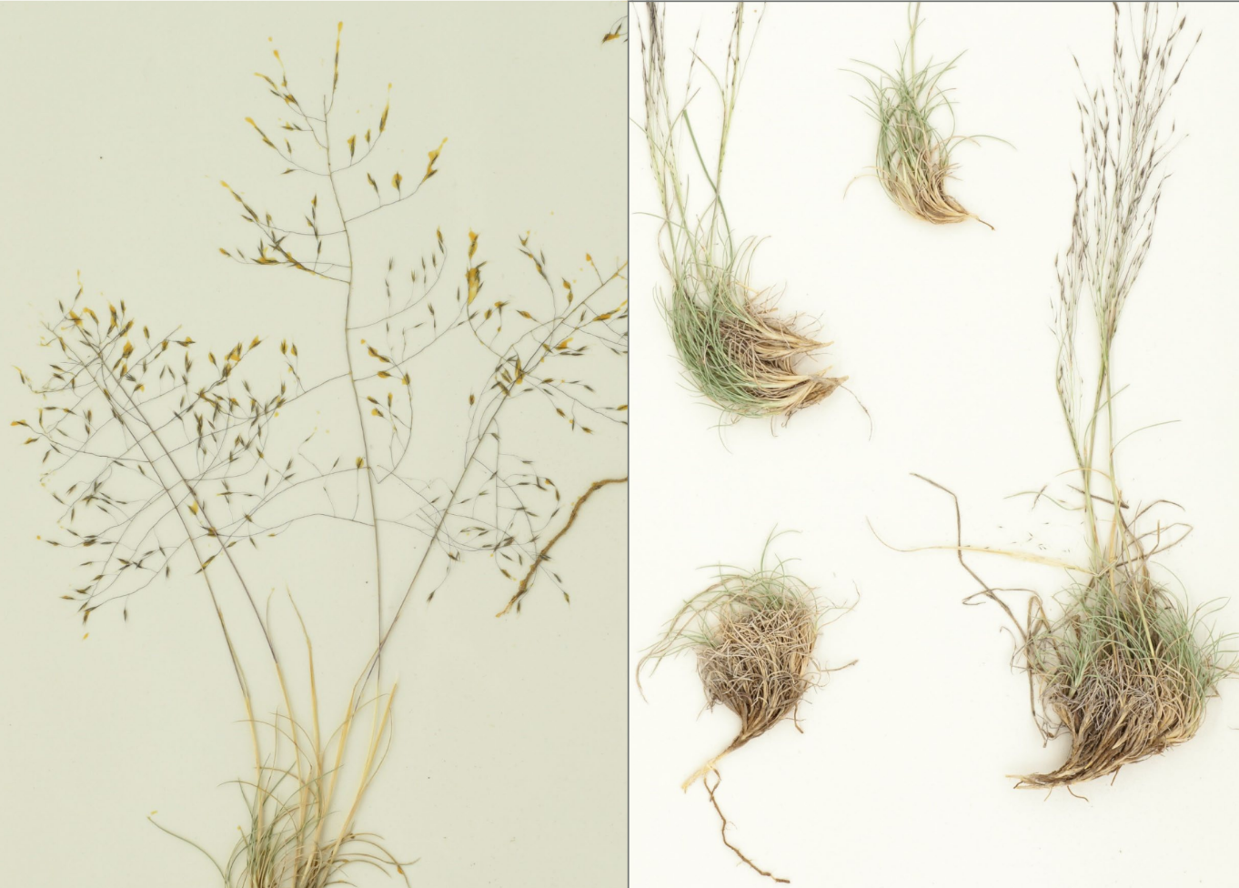 <p>Open panicle</p><p>basal leaves are thin, curl into cow-lick</p><p>fine awns, black lemma, short glumes</p>