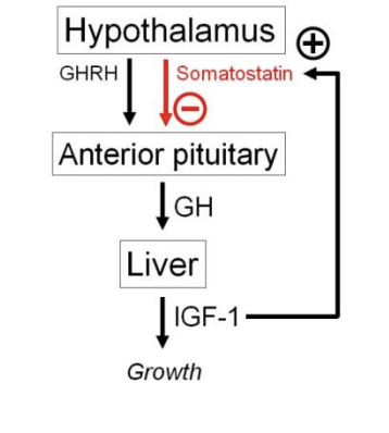<ul><li><p>increases somatostatin released</p></li><li><p>by hypothalamus</p></li><li><p>→ inhibits GH production by the pituitary</p></li></ul><p></p>