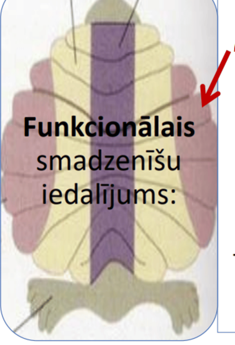 <p>= smadzenīšu garozas pusložu laterālās daļas</p><p>• tām ir cieša komunikācija ar GS lielo pusložu garozu</p><p>- galvenokārt piedalās motoriskās PROGRAMMAS izplānošanā;</p>
