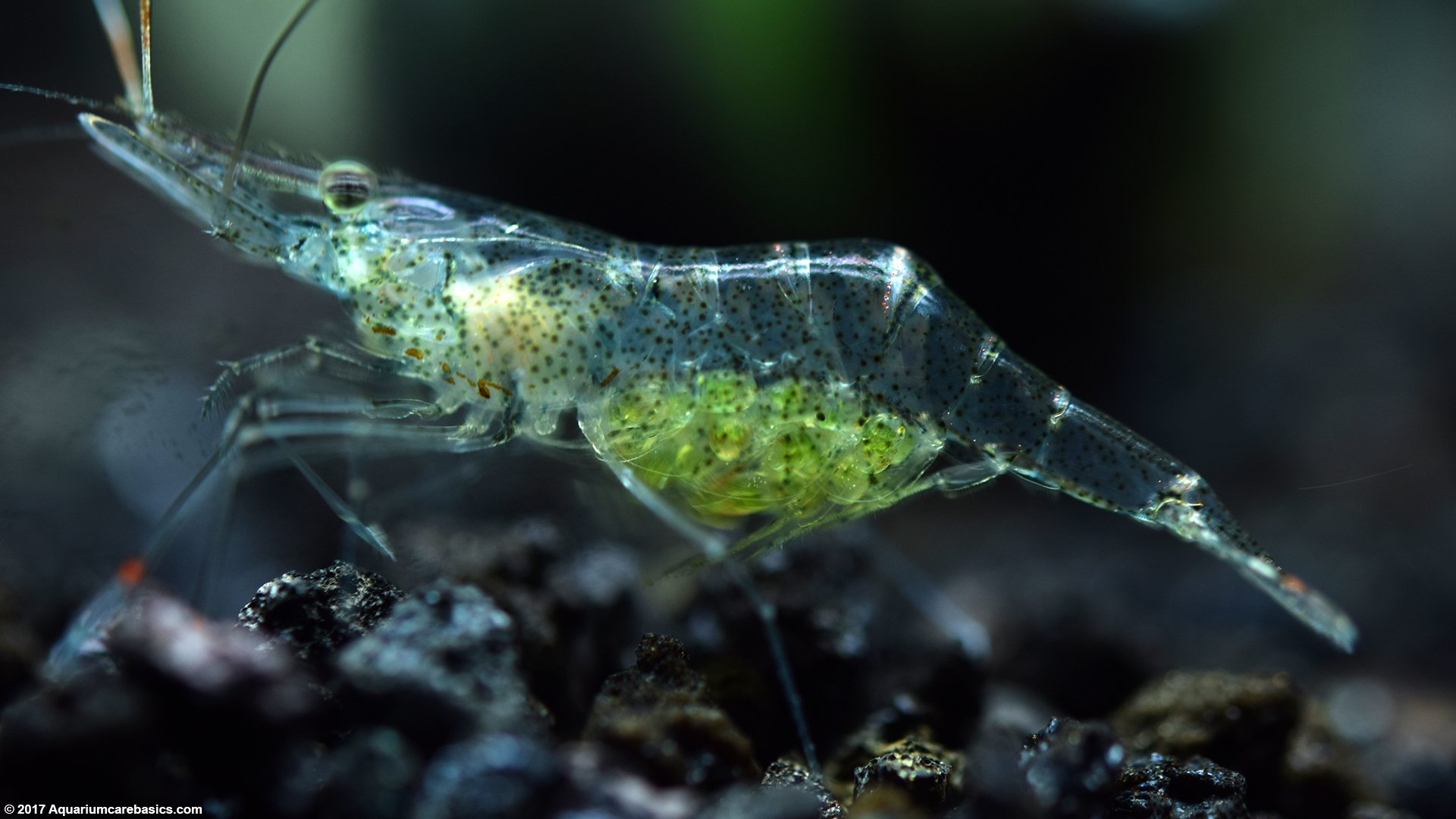 <p>infraorder of decapods that brood eggs </p><p>snapping shrimp, glass shrimp, cleaner shrimp </p>