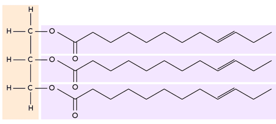 <ul><li><p>common lipid</p></li><li><p>condensation reaction forming an ester bond</p></li></ul><p></p>