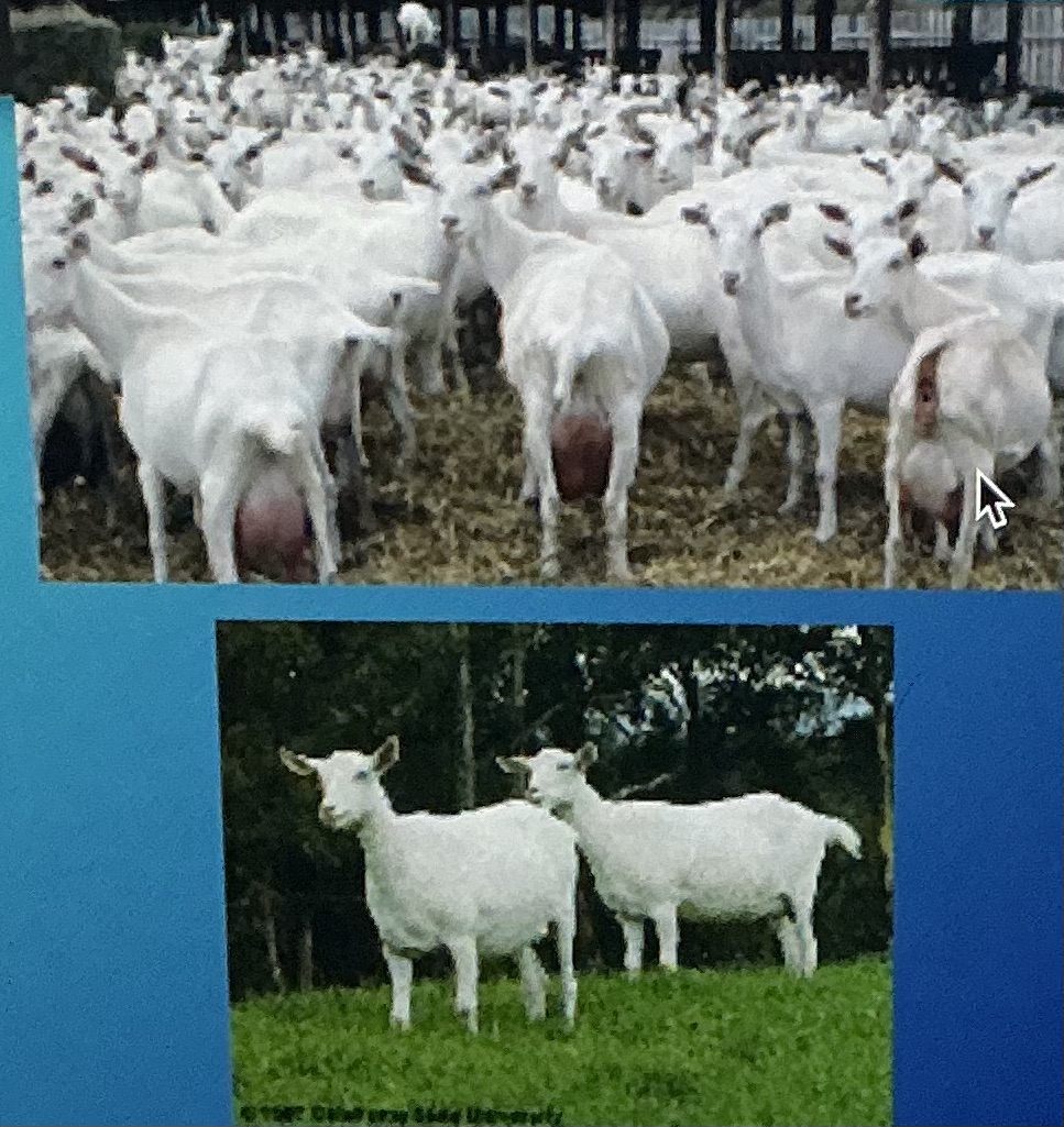 <p>Milk; Heavy milk production, white or light cream, best in cooler conditions</p>