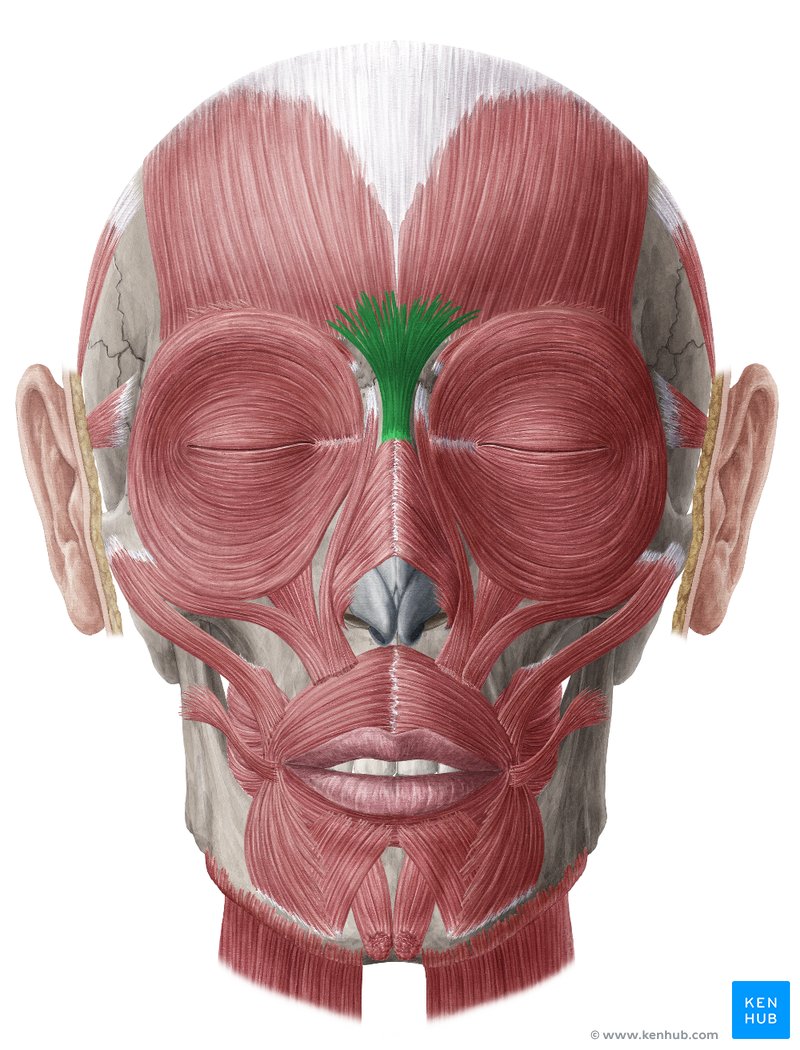 <p>Found between the eyebrows; draws eyebrows down and creates horizontal wrinkles over the nose.</p>