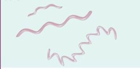 <p>Which bacterial shape:</p><ul><li><p>More flexible form that resembles a spring</p></li></ul><p></p>