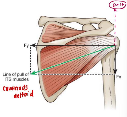 <p>Infraspinatus and Teres Minor</p>