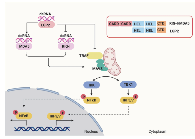 <p>Cytosoliska sensorer som detekterar <strong>dsDNA</strong> och <strong>hybrid RNA/DNA</strong> som finns i vissa virus:</p><ol><li><p>De vanligaste RLR är <strong>MDA5</strong> och <strong>RIG-1</strong> som binder till dsRNA. </p></li><li><p>De binder till mitokondirens <strong>MAVS</strong> (<span>mitochondrial antiviral signaling protein).</span></p></li><li><p><span>Detta leder till fosforylering och aktivering av &nbsp;IRF3, IRF7 och NF-κB. </span></p></li></ol>