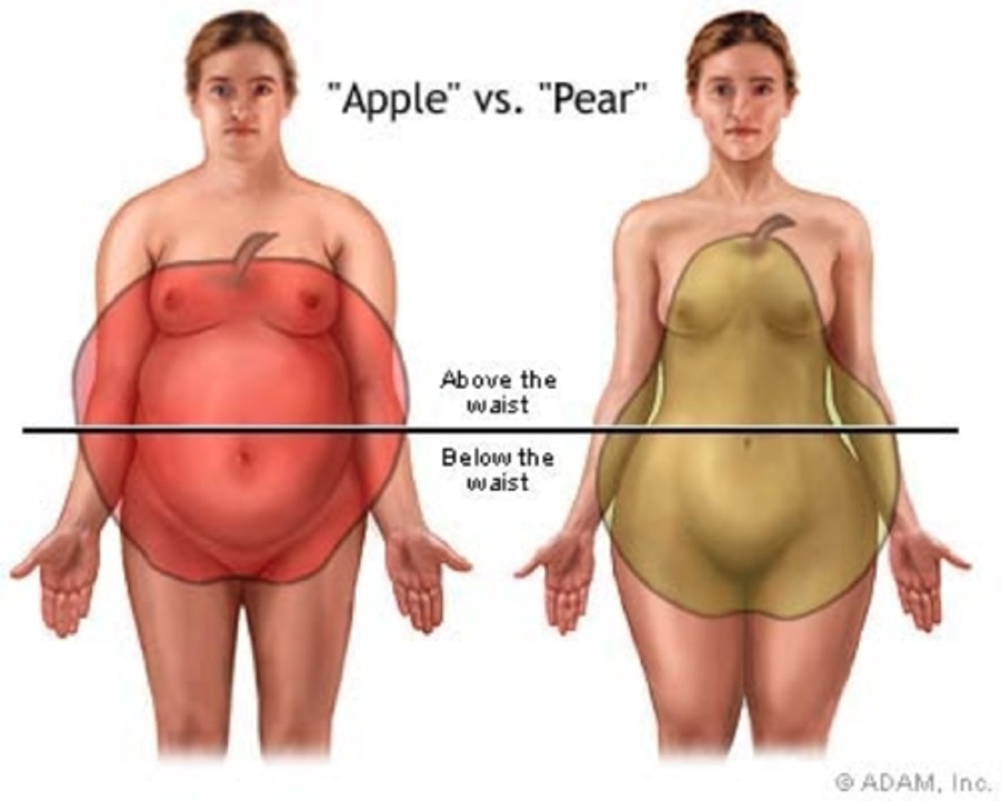 <p>Larger amounts of fat are distributed around the thighs and hips instead of the waist. ​</p>