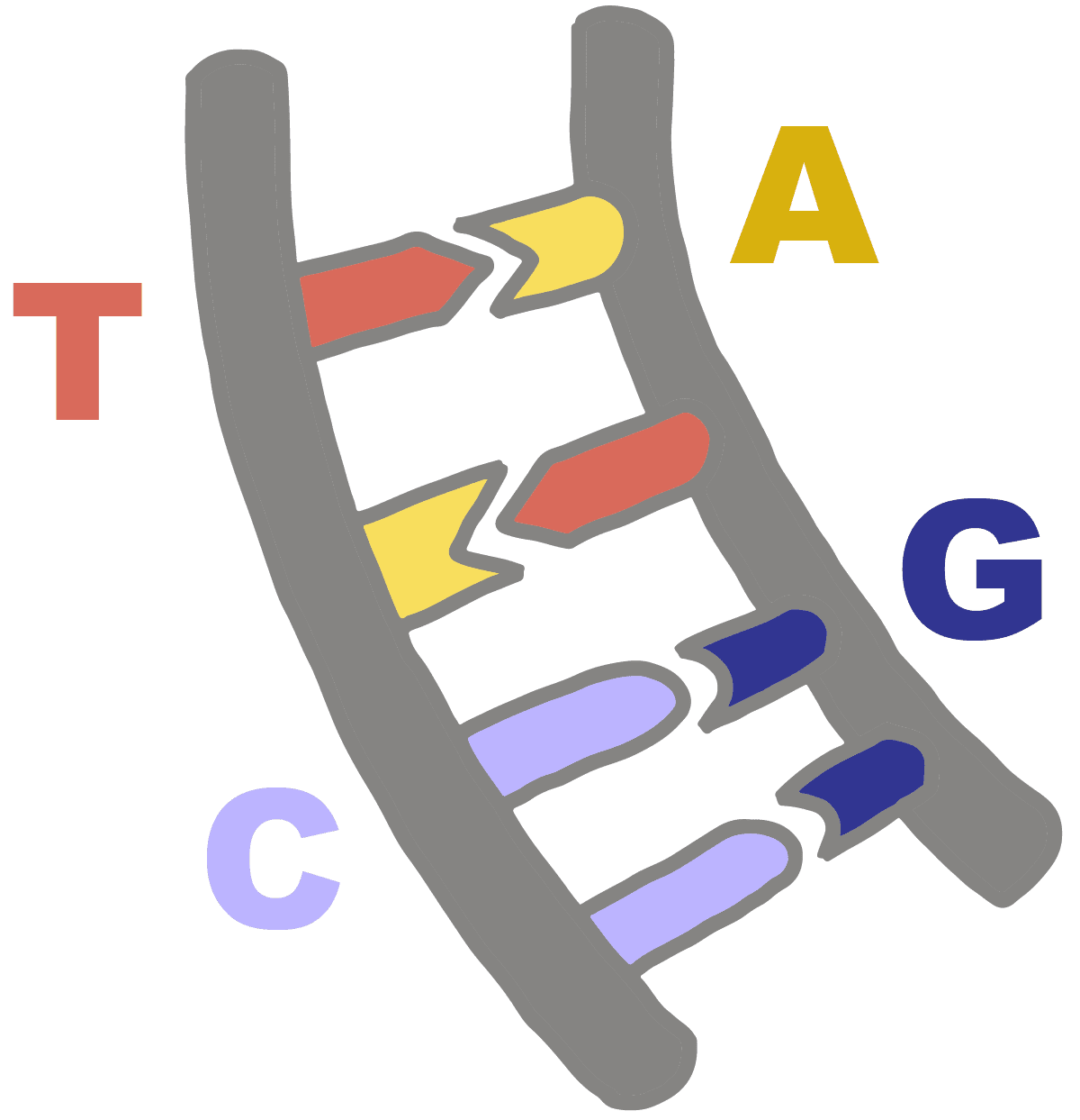 <p>A = T(or U in RNA)</p><p>C = G</p>