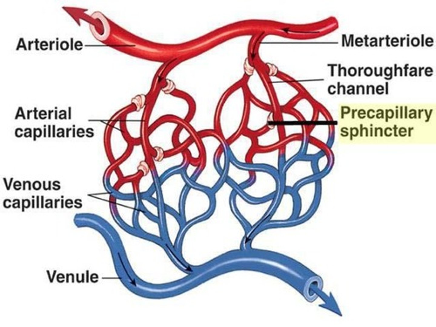 <p>Muscle that guards the entrance to each capillary, controlling blood flow in pulses.</p>