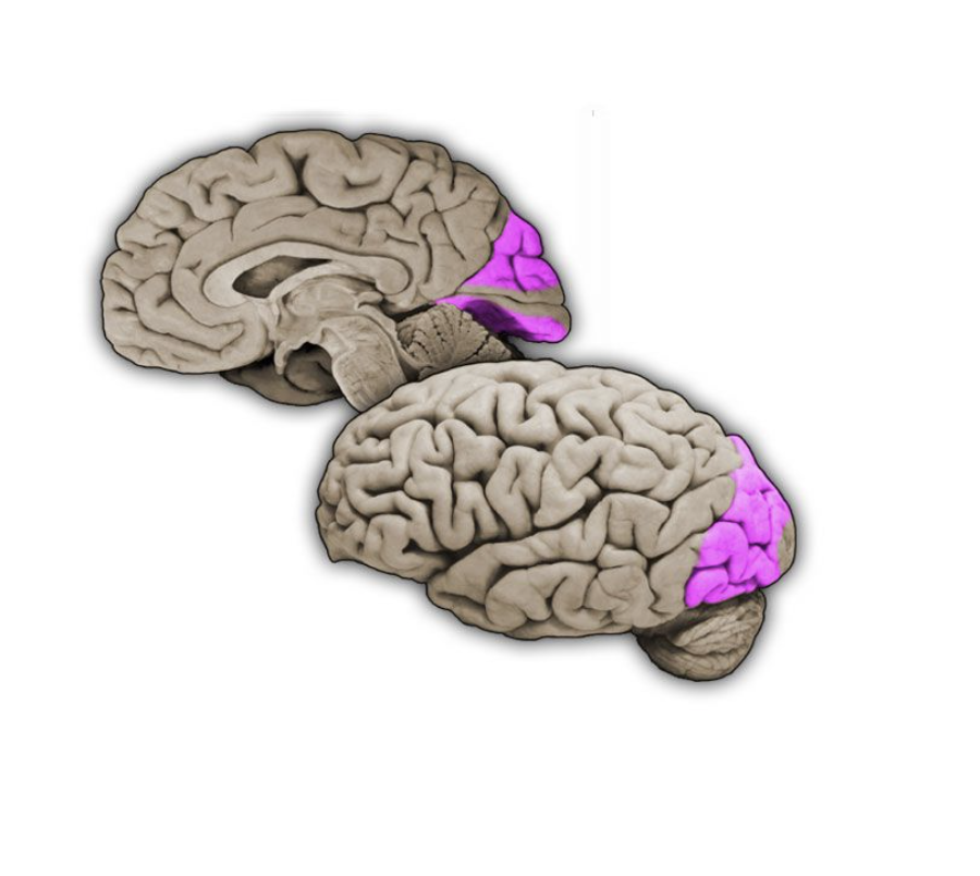 <p>Occipital association cortex</p>