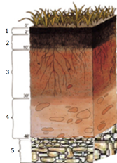 <p>20. Identify the zone labeled 1 in the figure: </p><p>a. B horizon </p><p>b. C horizon </p><p>c. O horizon </p><p>d. A horizon</p>