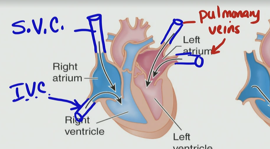 <p>B. Pulmonary veins</p>
