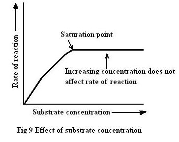 <p>Environment: </p><ul><li><p>Low temp: enzymes move slower → slower reactions</p></li><li><p>High temp: enzymes may denature → lose their shape and stgop functioning</p></li></ul><p></p><p>pH</p><ul><li><p>Enzymes have an optimal pH at which they work best</p></li><li><p>too low or too high → denature</p></li></ul><p></p><p>Substrate concentration</p><ul><li><p>increasing substrate concentration → increase rate of reaction (only up to the saturation point where the rate plateaus)</p></li></ul><p></p>