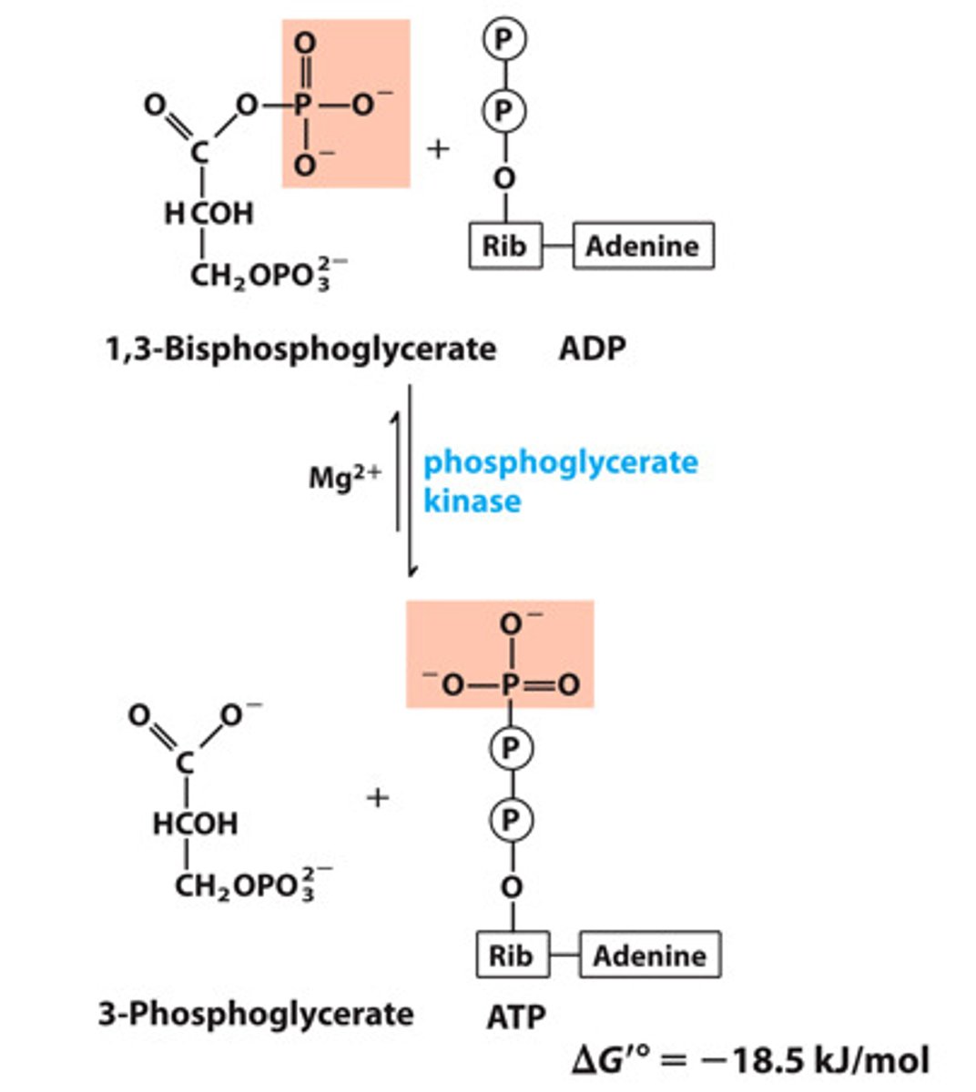 <p>1,3-biphosphogylcerate to 3-phosphogylcerte</p>