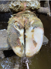 <p>AKP store husdyr blok 4 2024</p><p>Denne ko er halt og landmanden vil gerne vide hvorfor. Du undersøger koen i klovboks. Hvad er den sandsynlige årsag til haltheden?</p><p>1 Hulvæg og dobbeltsål </p><p>2 Laminitis </p><p>3 Digital dermatitits </p><p>4 Byld i den hvide linje</p>