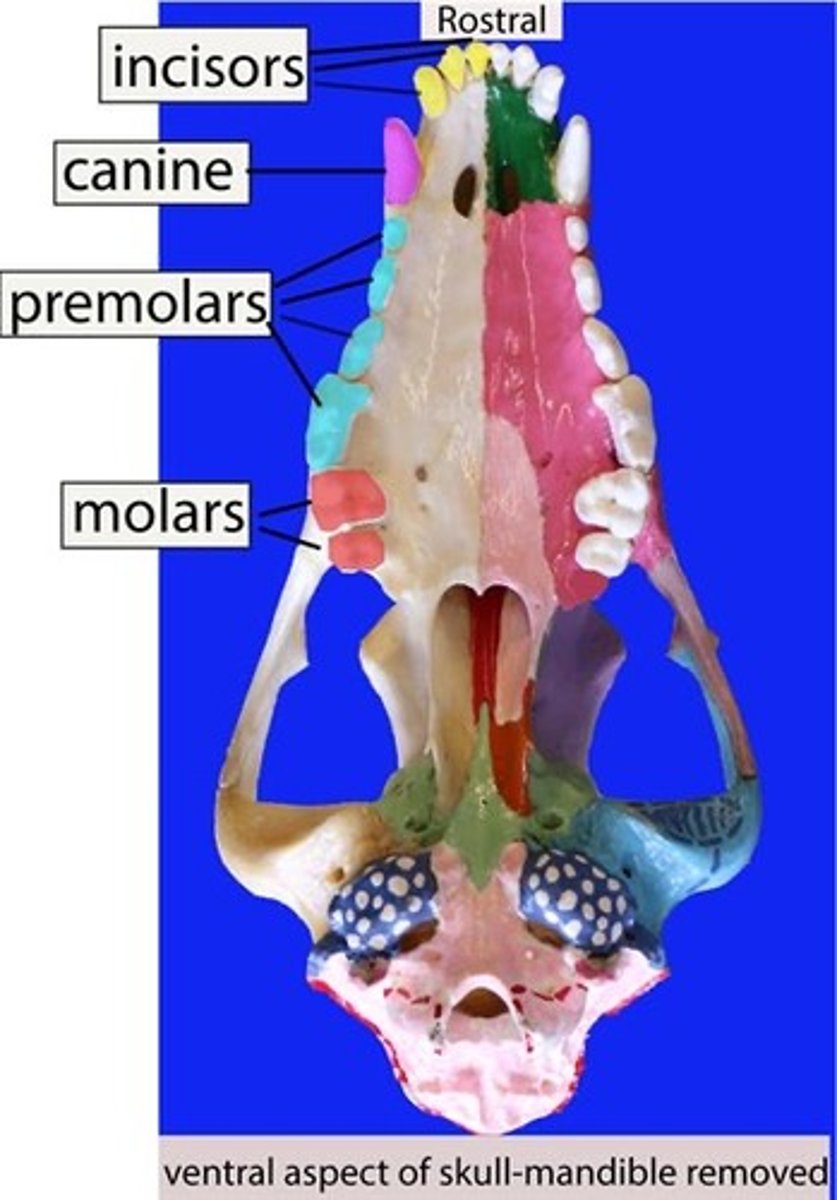 <p>Total number of permanent incisors, upper arch, dog</p>