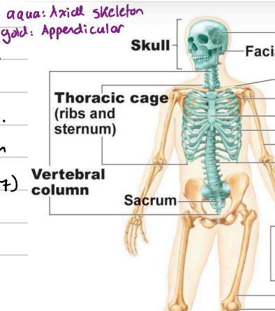 <p>Refers to bones of the limbs and their girdles (pectoral girdle, pelvic girdle plus upper and lower limbs.</p><p>Bones in the pectoral girdle are light and very movable. They are attachment points of muscles to move to upper limbs.</p><p>The scapulae are attached to other bones only laterally, and the socket of glenoid cavity (shoulder joint) is shallow and poorly reinforced.</p><p>30 separate bones, arm, forearm, wrist and hand in upper limbs.</p><p>Bones of lower limbs involves bones of thighs, leg and foot.</p>