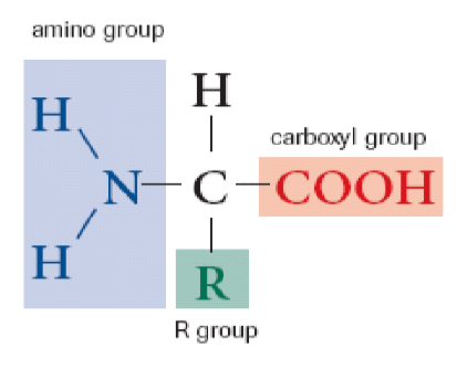 <ul><li><p>(C-H) + (Amino Group with Nitrogen) + (Acid group) + (R group 20 types)</p></li><li><p>body can synthesize 11 amino acids the other 9 are called essential amino acids that come from food</p></li></ul><p></p>