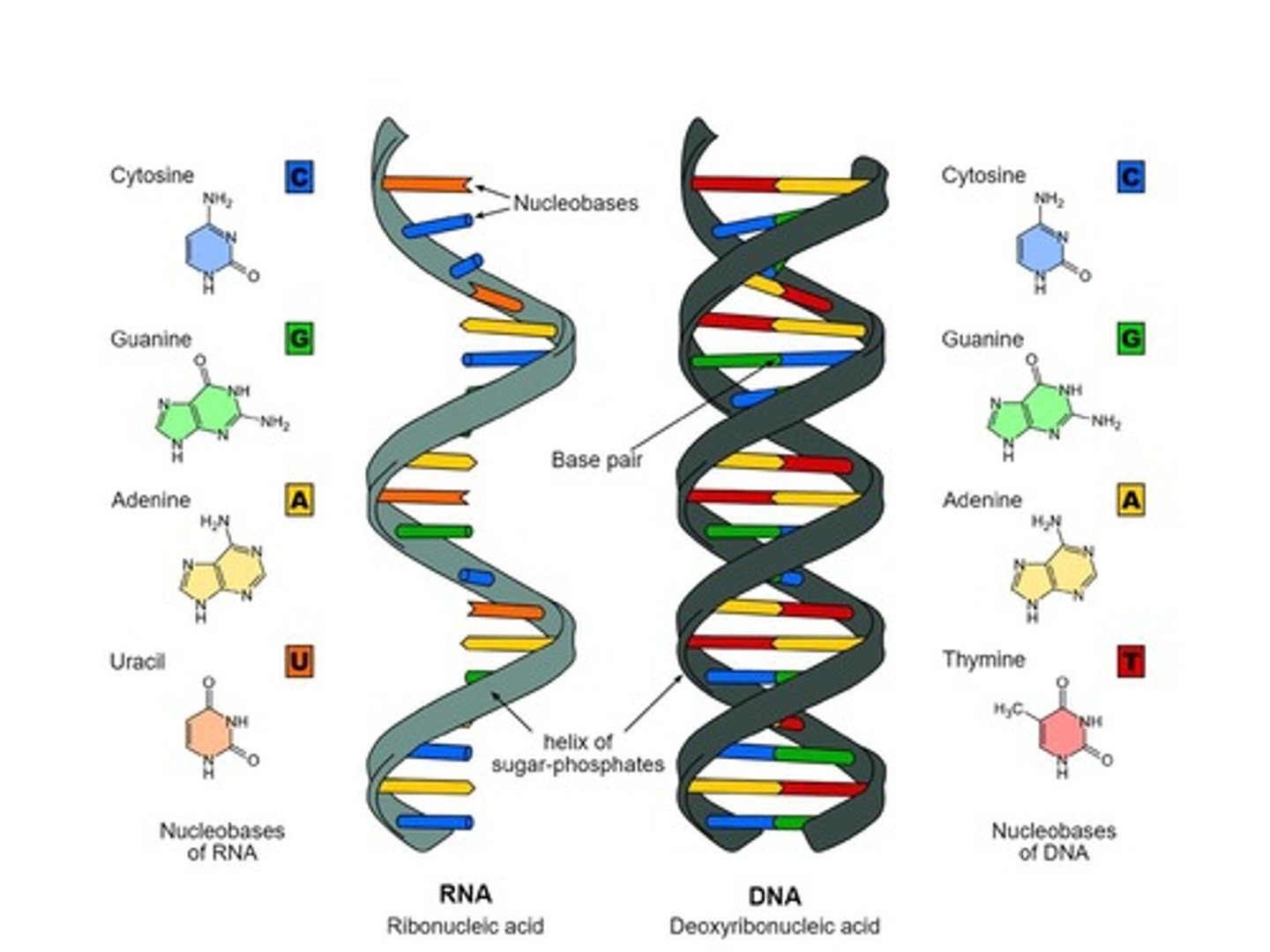 <p>RNA is single-stranded with uracil (U), while DNA is double-stranded with thymine (T).</p>