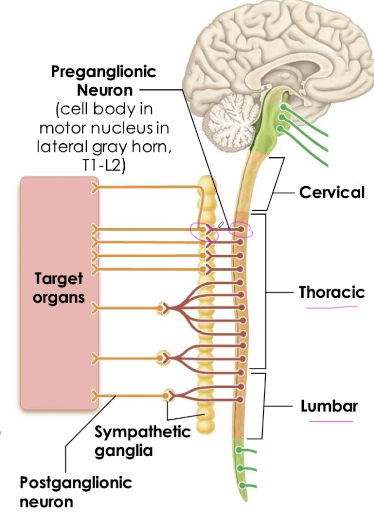 <ul><li><p>Preganglionic fibres arise from T1-L2</p><ul><li><p>Cell bodies in motor nuclei of lateral grey horns, axons exit through spinal nerves </p></li></ul></li><li><p>Ganglia is close to spinal cord </p></li><li><p><span>Pre- axon: short</span></p></li><li><p><span>Post- axon: long</span></p></li><li><p><span>Chain of 23 connected by fibres,</span></p><p><span> to form sympathetic trunk</span></p></li><li><p><span>Located on both sides of vertebral column</span></p></li><li><p><span>Extend from neck to pelvis</span></p></li></ul><p>&nbsp;</p><ul><li><p><span>Segments T1-T6 innervate the head and thorax</span></p></li><li><p><span>Segments T5-L2 innervate abdominopelvic organs</span></p></li></ul><p></p>
