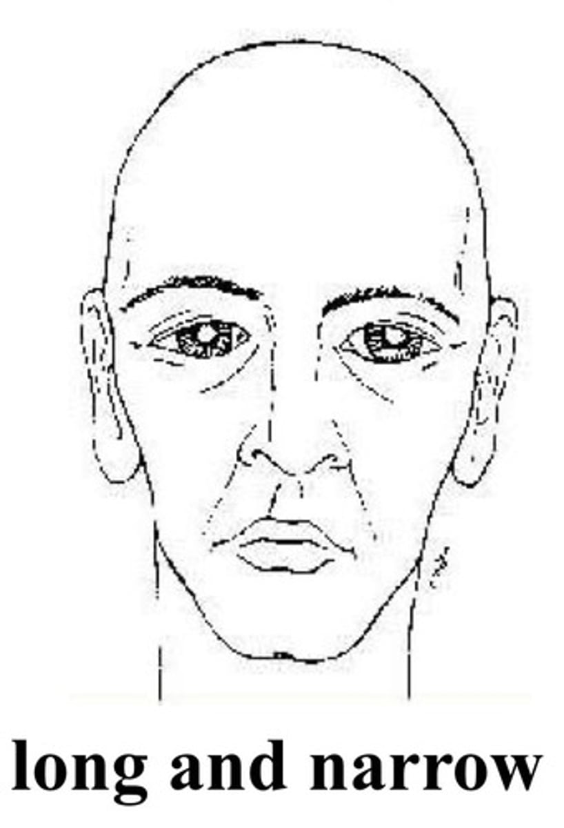 <p>For this head form, the face is narrow, long, and protrusive.</p>