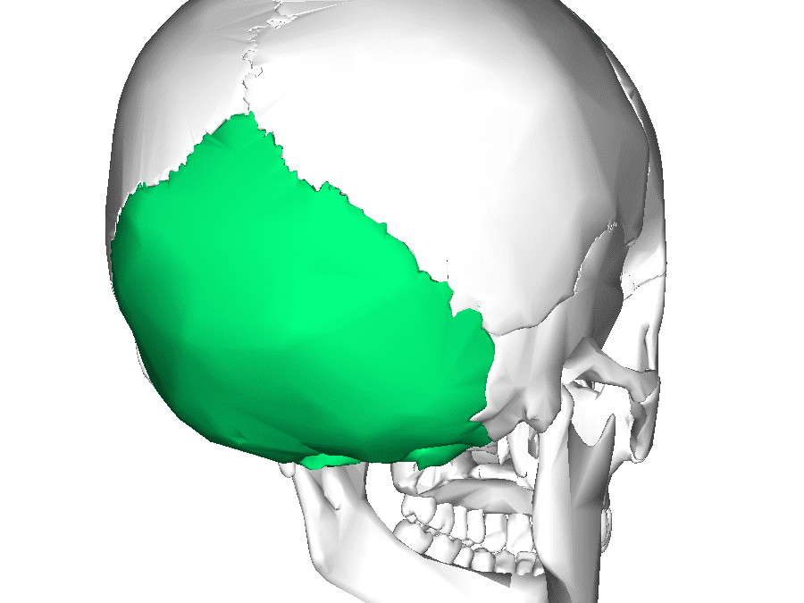 <p>Occipital bone</p>