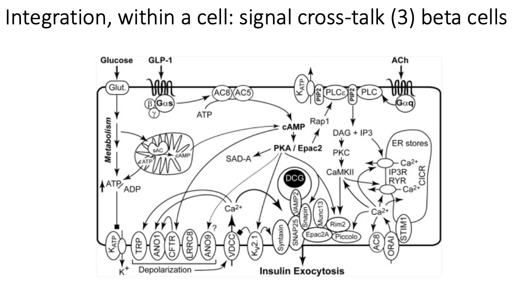 <ol><li><p><strong>Glucose</strong></p><ul><li><p>ATP production → Ca<sup>2+</sup> influx → insulin secretion</p></li></ul></li><li><p><strong>GLP-1</strong></p><ul><li><p>oral glucose → G<sub>s</sub>-coupled receptor → increases cAMP → sensitises beta cells to Ca<sup>2+</sup> to support glucose-stiumated insulin release (<em>incretin effect</em>)</p></li></ul></li><li><p><strong>GIP</strong></p><ul><li><p>similar pathway to GLP-1 (G<sub>s</sub>-coupled receptor), but acts on different receptor</p></li></ul></li></ol><p></p>