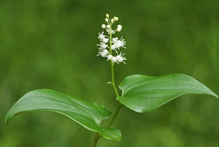 <p><em>Maianthemum canadense</em></p>