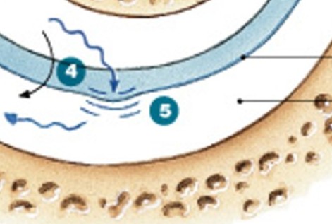 <p>Which step of hearing process is:</p><ul><li><p>Vibration of hair cells against tectorial membrane</p></li></ul><p></p>