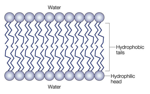 A membrane consisting of two layers of phospholipids.