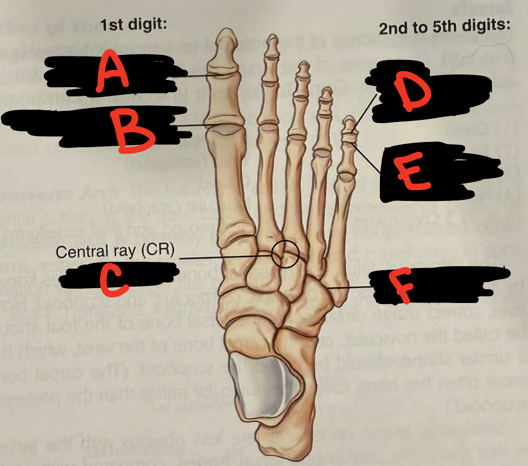 <p>C</p>