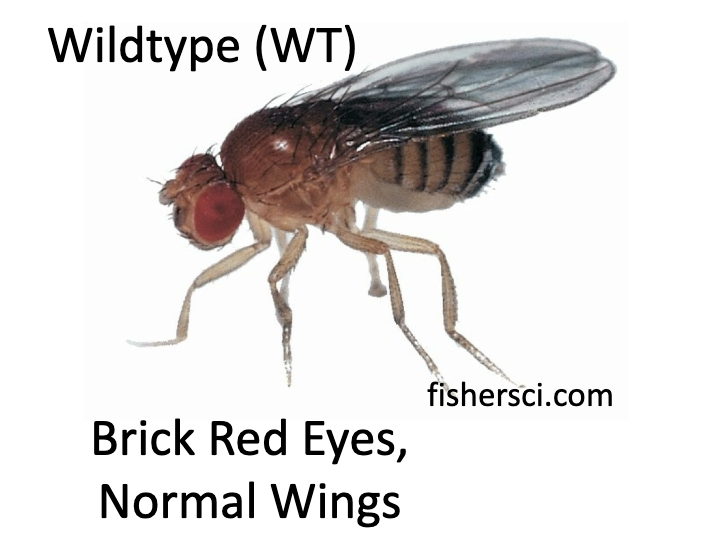 <p>Brick-red eyes and normal wings</p>