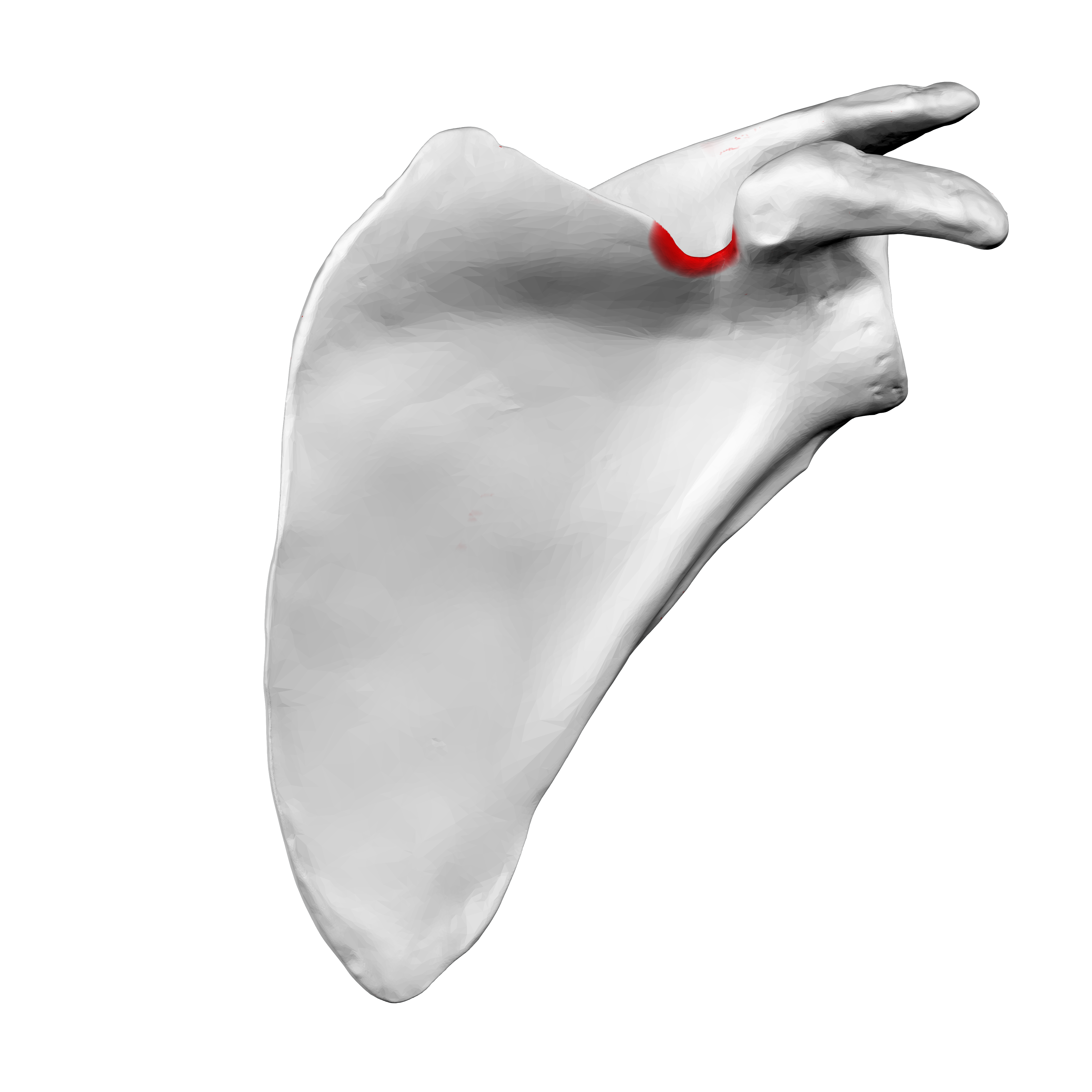 <p>the small notch at the top of the scapula</p>