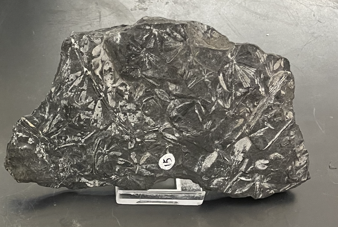 do you see this pattern in another seedless vascular plant?