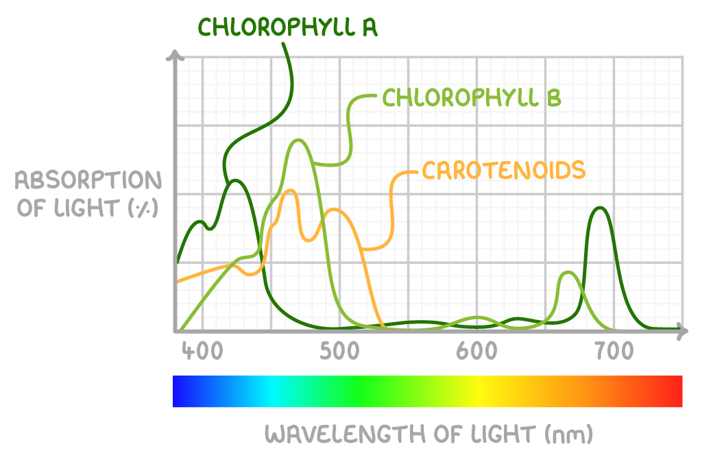 <p><span style="background-color: transparent;"><span>Chlorophyll a - main pigment, absorbs red &amp; blue light and reflects green light (which is why most plants look green)</span></span></p><p><span style="background-color: transparent;"><span>Chlorophyll b - accessory pigment&nbsp;</span></span></p><p><span style="background-color: transparent;"><span>Xanthophylls and carotenoids - accessory pigment&nbsp;</span></span></p>