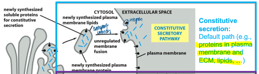 <p>default path: proteins in plasma membrane and ECM, lipids, etc </p><ul><li><p>newly synthesized soluble proteins packed in new plasma membrane lipis and protein for unregulated membrane fusion </p></li><li><p>delivers the soluble protein to the extracellular space </p></li></ul><p></p>