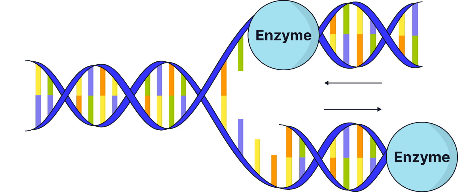 <p><em>The two strands in DNA are antiparallel (they run in opposite directions). DNA polymerase is an enzyme with a specific tertiary structure and a specifically shaped active site. It can only attach new nucleotides at the 3’ end of a </em><strong><em>DNA nucleotide</em></strong><em>. This means it can only move in the 5’ to 3’ direction.</em></p>
