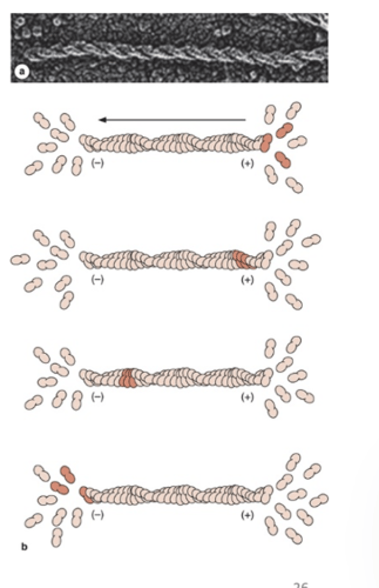 <p>How do microfilaments compare to microtubules?</p>