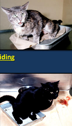 <p><span style="background-color: transparent;"><strong>Feline Idiopathic Cystitis</strong></span></p>