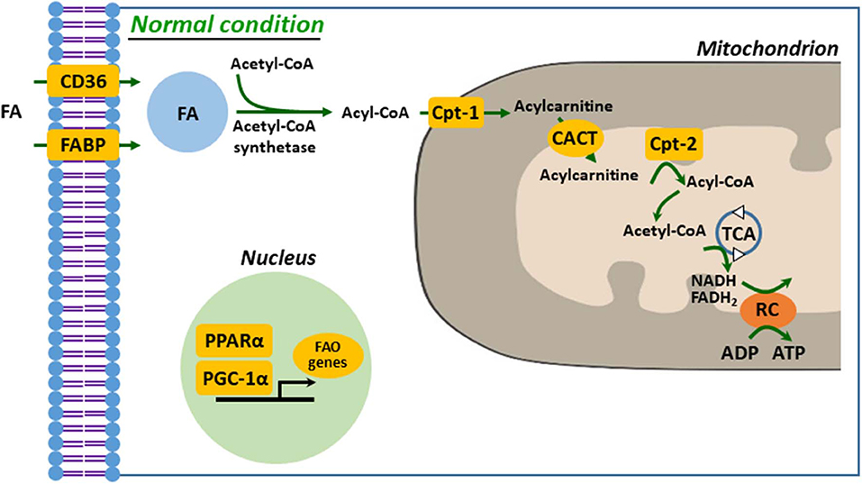 <p><strong>β-Oxidation</strong> is the <strong>metabolic process</strong> by which <strong>fatty acids are broken down</strong> in the <strong>mitochondrial matrix</strong> to produce <strong>acetyl-CoA</strong>.</p>