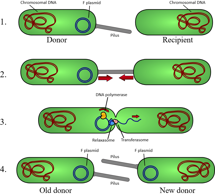 <p>DNA shared between two individual species (different)</p><ul><li><p> F (fertility) Factor F+ = allele to grow pilus </p></li><li><p>F+ bacterium grows a pilus </p></li><li><p>Transfers DNA plasmid (including F+ allele) to another bacteria</p></li></ul><p></p>