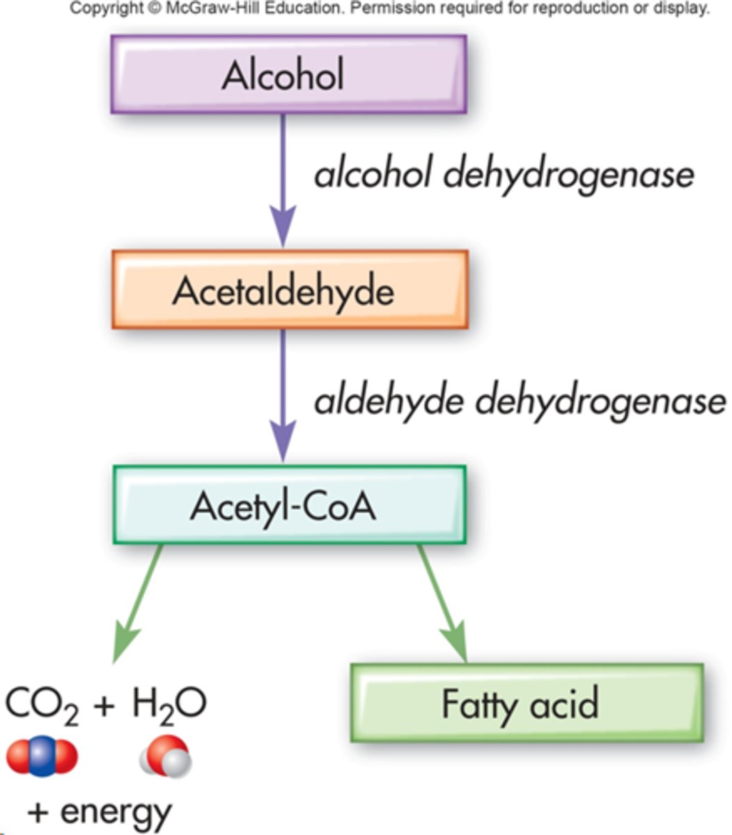 <p>causes a defect in metabolizing alcohol and decreases risk of alcoholism</p>