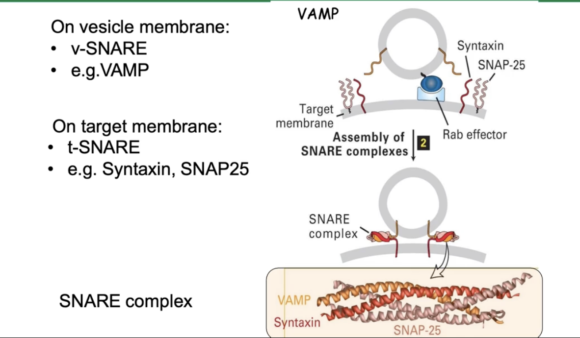 <ul><li><p><strong>v-SNAREs</strong> (e.g., VAMP) on vesicle membrane</p></li><li><p><strong>t-SNAREs</strong> (e.g., syntaxin, SNAP25) on target membrane</p></li><li><p>SNAREs form a <strong>four-helix bundle</strong>:</p><ul><li><p>2 helices from SNAP25</p></li><li><p>1 helix from syntaxin</p></li><li><p>1 helix from VAMP</p></li></ul></li><li><p>The bundle pulls membranes close</p></li><li><p>This close contact causes <strong>membrane fusion</strong></p></li><li><p>Fusion releases vesicle cargo into the target compartment</p></li></ul><p></p>